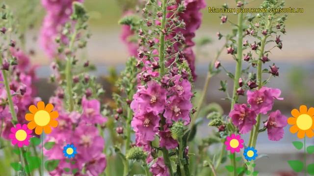 Коровяк фиолетовый Розетта. Краткий обзор, описание характеристик verbascum phoeniceum Rosetta