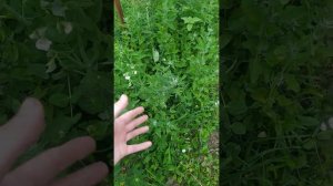 Умный #Огород без труда, без полива и прополки!