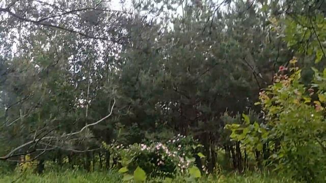 Летняя грибная охота. смотреть онлайн