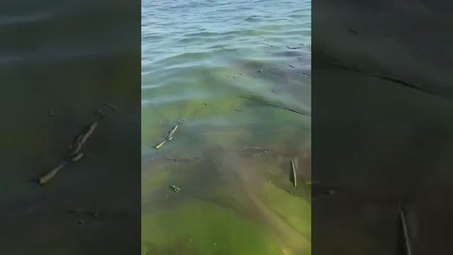 [ Альбом ]
Море в Одессе после разрушения Каховской ГЭС стало зелёным, сообщают очевидцы

Прямой эфи