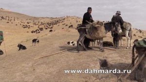 Настоящие гиссарские овцы и саги дахмарда из кишлака Вускеф, Ромит