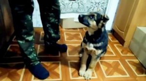 Щенок Восточно европейской овчарки Амур 2 месяца учим команды СИДЕТЬ ПОЛЗИ и ДАЙ ЛАПУ