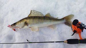 Нашли стаю СУДАКА!!! Опустил этот балансир в лунку и наловил, рыбалка на Оке зимой.