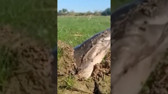 Amazing giant  mudfish  popping out of the mud #catfish  #fishing #fish #fisherman #amazing #mudfis