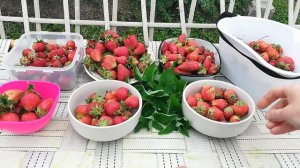 Сорта клубники. Какой сорт никогда не подведет.