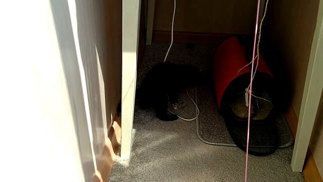 Котята смотреть онлайн