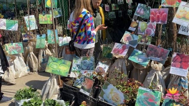 Питомник плодовых растений семьи Алексютиных. Часть 1 / Сад Ворошиловой