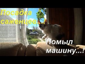 Жизнь в деревне/ Сажу рябину на участке/ Помыл машину/ Приклеил логотип