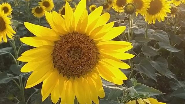 Практика для повышения энергетического потенциала смотреть онлайн