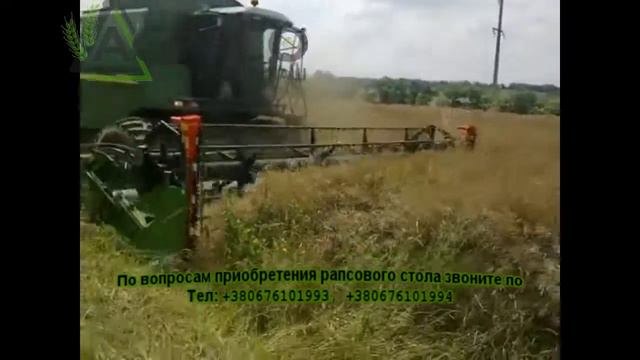 Рапсовый стол цена,  рапсовый стол на полесье