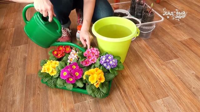 Розы из коробки. Посадили, а что дальше? Биопрепарат "Трихоплант"