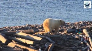 Международный день полярного медведя