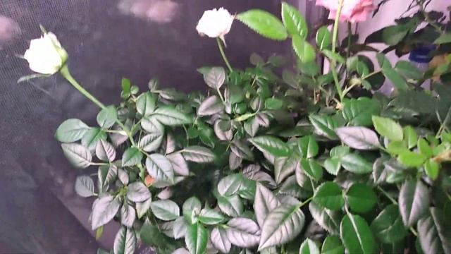 Сад с крокусами и розами зимой на подоконнике