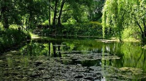 Сад волшебный