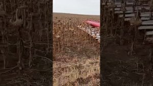 Жатка Полесье для уборки подсолнечника ЖБП-8,4 с комбайном Акрос