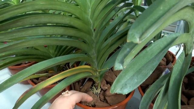 Как выращивать Ванду смотреть онлайн