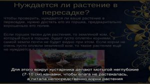Полное руководство по поливу смородины для здоровых кустов и обильного урожая