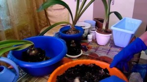 Гиппеаструм - групповая посадка