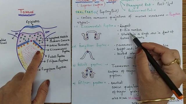 Tongue Anatomy and Physiology in hindi ll Structure and Function ll #git смотреть онлайн