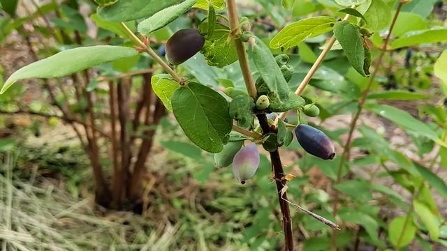 Жимолость съедобная. Канадская Северная Красавица. Boreal Beauty. смотреть онлайн
