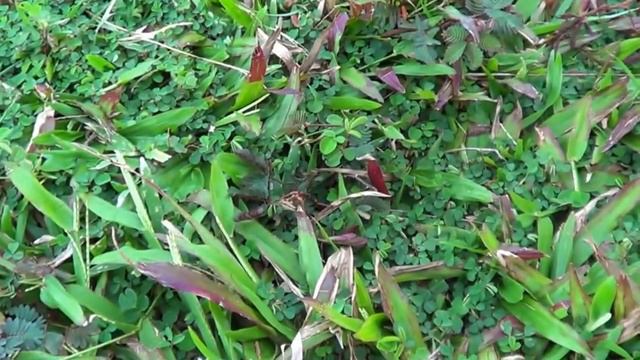 Цветок ложится спать при дотрагивании Мимоза смотреть онлайн