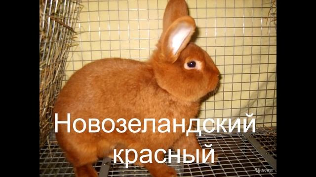 породы кроликов