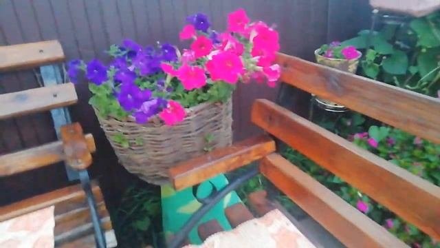 КУСТОВАЯ ПЕТУНИЯ В ЛУКОШКЕ. ЗЕЛЁНЫЙ КОВЁР ИЗ ИПОМЕИ.САМЫЙ КРАСИВЫЙ ВЬЮНОК.В ГОСТЯХ У ТАНЮШКИ.