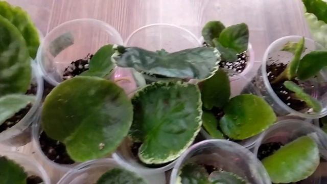 Фиалки выращивание, уход. Не всё так хорошо.Обзор одного из стеллажей. Обзор тепличек с черенками. смотреть онлайн