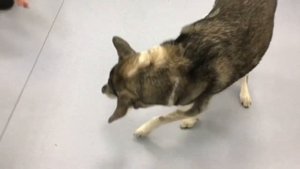 Вестибулярный синдром у собаки // vestibular syndrome in dogs