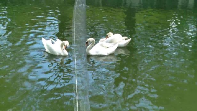 2022.05.28. Смоленск. ЦПКиО. "Лопатинский сад". Лебеди. смотреть онлайн