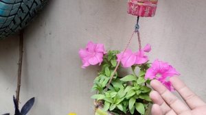 different between winter petunia and summer petunia #qbterracegarden