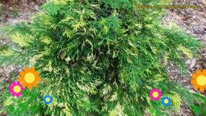 Микробиота перекрестнопарная Карнивал. Краткий обзор, описание microbiota decussata Carnival