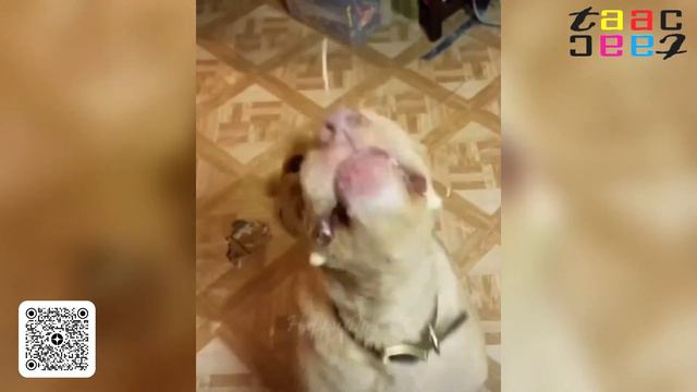 Супер Подборка Лучших Смешных Коллекций 🐕🐕 Интересное видео с животными.