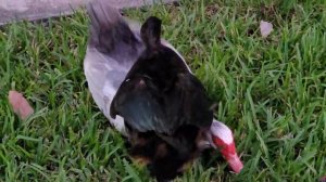 Muscovy duck love triangle: two hens fighting over a drake