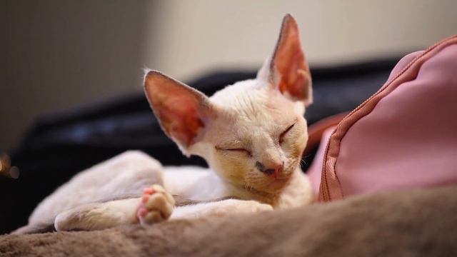🐱🎧The Science Behind Cats' Purring: Unraveling the Enigma #Cats #Purring  #CatPurr  #CatLovers