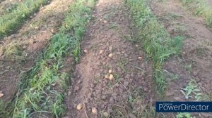 Результат урожая картошки в этом году - Победитель сорт AGRIA - Как растет без добавок химий