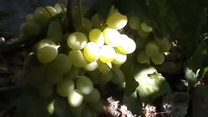 Сорт винограда "Ванюша" сезон 2015