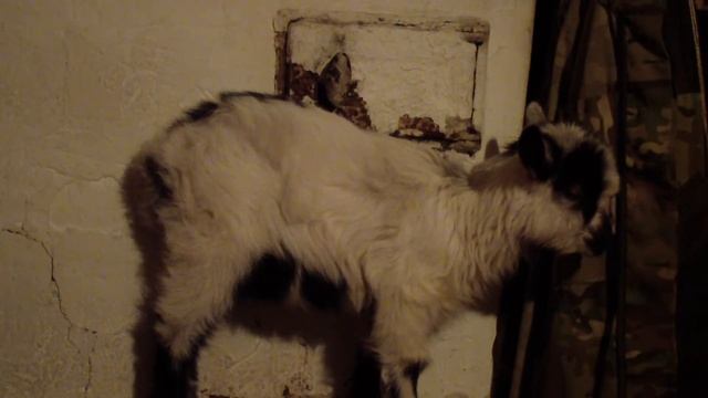 Чем болеют и от чего могут погибнуть козлята? смотреть онлайн