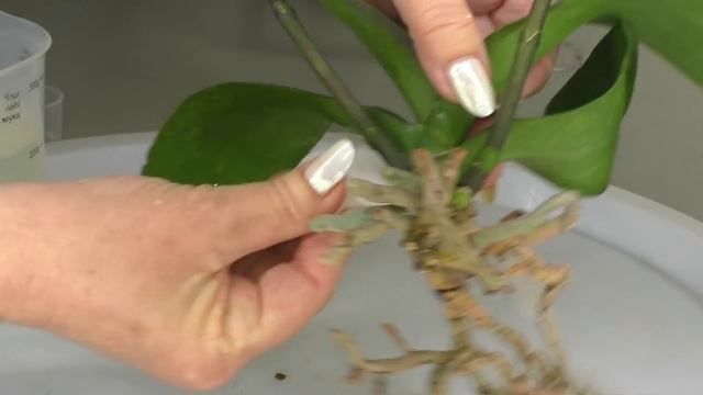 РЕАНИМАЦИЯ ОРХИДЕЙ с сухими корнями. КРАСНЫЙ КЛЕЩ на Орхидее. ПЕРВАЯ СКОРАЯ ПОМОЩЬ. смотреть онлайн