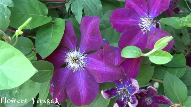 Clematis flower,iszalag virág смотреть онлайн