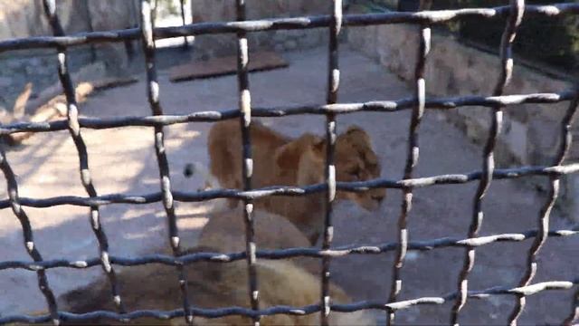 Легенда и её верные друзья! ЗооСказка. Ялта. Крым. смотреть онлайн