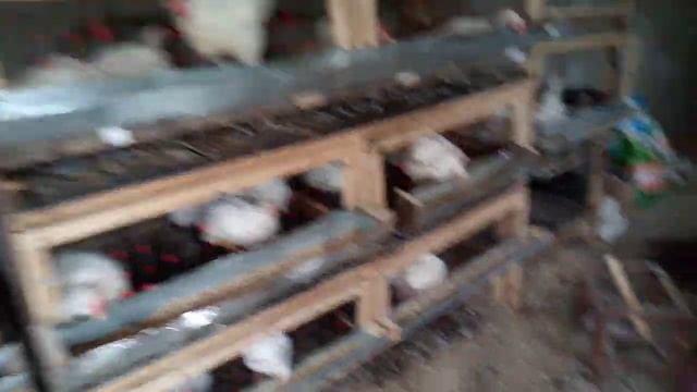 Причины падежа бройлера, основные 3 причины. Следите за ними и падежа не будет. смотреть онлайн