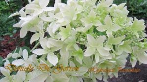 #ДентельдеГорронметельчатаягортензия#Белая феерия Вашего сада!