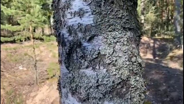 Виды мха