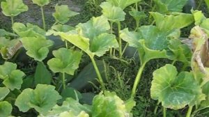 Тыква Лунга Пиена ди Наполи,Супер продуктивность и устойчивость 7шт с одного растения