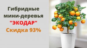 Экодар гибридные мини-деревья, фруктовый сад дома, цена, обзор, отзывы
