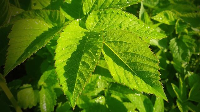 Футаж — Весна. Раннее утро. Роса на траве. Сныть. Крупный план. | Футаж природа [FullHD/2К] смотреть онлайн