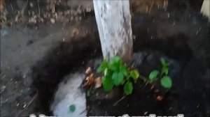 Убрать старое дерево (пень) вручную.