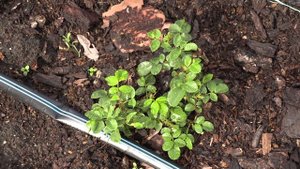 ошибки при осенней высадке роз,  питомник роз полины козловой rozarium.biz