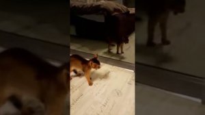 Абиссинский котёнок шипит на своё отражение